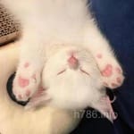 Avatar of Salman Irshad